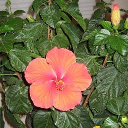 Jenell_Hatori's profile picture. Health, fitness, vitality, advice for a healthy lifestyle, food, body care;   also working with social media marketing