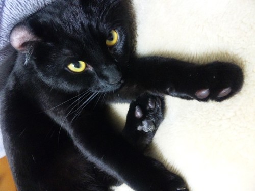 arachne130's profile picture. 編み物と猫とホルンと美術館と図書館が好きです。物事は浅く広く、金にならないことばかりカバー。夫と坊と暮らしています。名前はギリシャ神話の、神様じゃないキャラからいただいてます。写真の黒猫様は実家にいるため、滅多に登場しません。何卒ご了承ください。