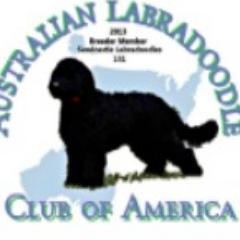 Breeder of Authentic Australian Labradoodles in Central Florida