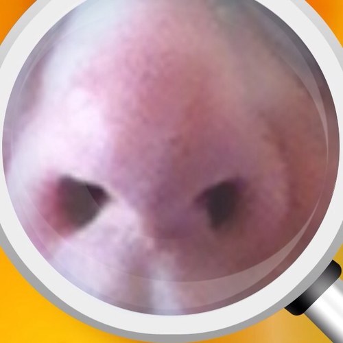 Parody Account -- Not the Hare you're looking for -- Follow @HaikuHare