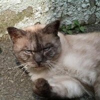 François-Julien Bran (@moemoemoemi) 's Twitter Profile