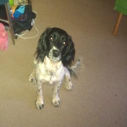 terrystillhunt's profile picture. hunting the UK on a budget, and finding out how bloody awful people are where money is concerned