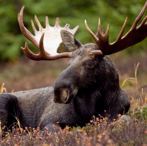 i'm the last moose. that means you're gonna wanna get to know me. just livin my moose life for the big man upstairs.