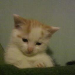 GorillaVest's profile picture. See my vest, see my vest, made of real gorilla chest.