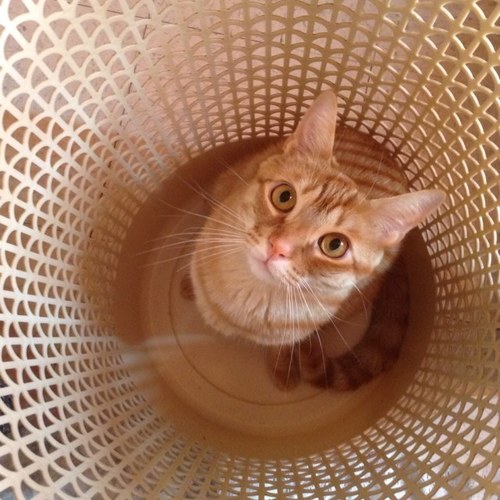 I love eating! I drink water from the sink. im a traveler. I'm a cute 2 year old male cat :3 I also enjoy chasing stuff. #Meow