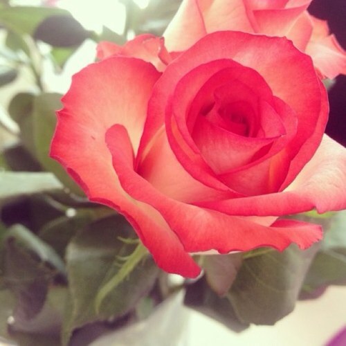 roroal2001's profile picture. انغَمست ﻓي کتماني حَد ﺎلغرق إﻟى ان باتَ کل ﺷيء لا يستحق ان اخبِر ﺑهہَ احد ..