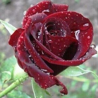 طبيبه متصلبه