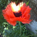 Céleste Fletcher - @LucieCeleste - Twitter