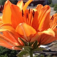 Sevim Şahin (@sahsevim) 's Twitter Profile
