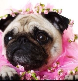 I. Love pugs. Love jls. Love the hobbit and lord of the rings. I Like people who r open and honest.
