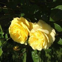 Hetti Barkworth-Nanton (@hetnanton) 's Twitter Profile
