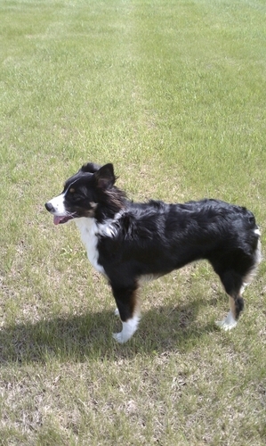 father, husband, grain merchandiser, information-seeker. interested in all things commodities, government, money, chicago sports and my austrailian shepherd.