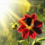 bogdan_af_87960's profile picture. Мир. Добро. Жвачка.