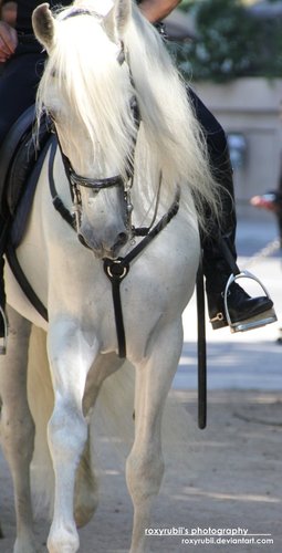 Twitter para los enamorados del caballos, que viven la pasión día a día, y no se acuestan sin haberse acordado en el día de un caballo.♡ ellos nuestro todo.