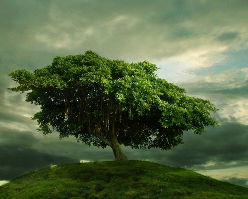 We believe God is raising up this next generation to be strong, unmovable, unshakable trees all over the world.