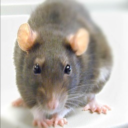 USCrat's profile picture. Enjoys leftover food, lives on the USC Horseshoe, Rarely takes a bath, Part of the Gamecock Nation!!