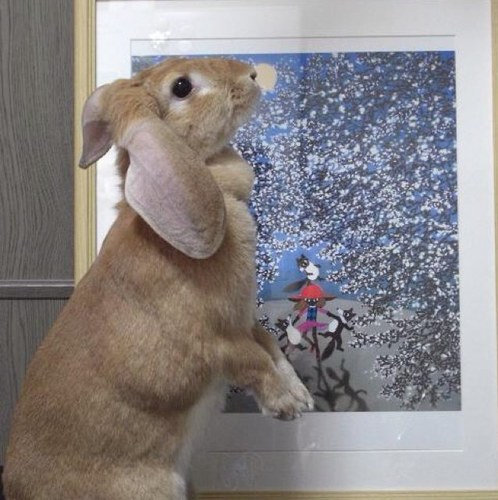 okamomasayoshi's profile picture. 永らく株屋やってます。アーティスト感覚でトレードしてます。だから儲けが少ないです。ウサギの名前はあずきちゃん。4.5Kg