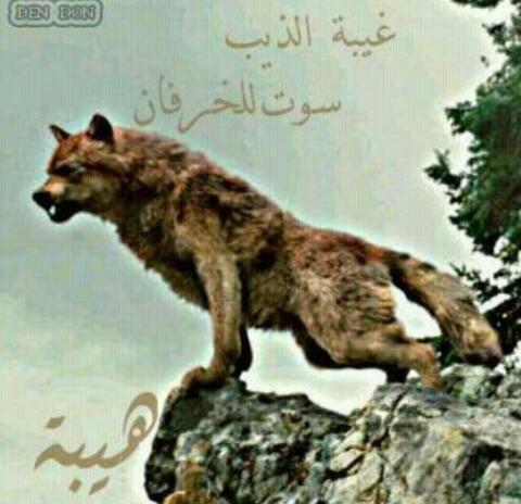 غيبة الذيب سوت للخرفان هيييييييييبه