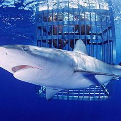 本物のサメ Samevou Twitter