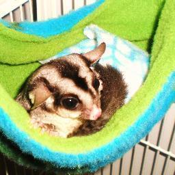 In memory Lilo 11/13,  Nani RIP 6/13, & Heber RIP 6/11. Sugar Gliders in Utah. The HuMom (@kipluck) & co-pets @critters2go #sugglife