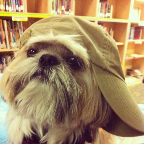 holy_shih_tzu Profile Picture