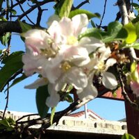 Marcie mitchell (@mitchellssfhs) 's Twitter Profile Photo