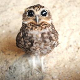 quiet, lurker, friendly :D