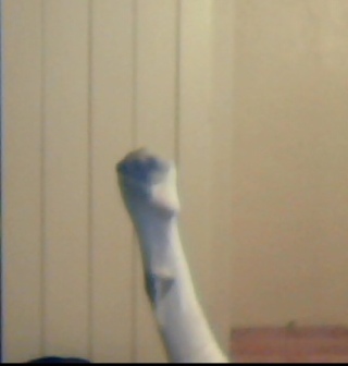 sockpuppet30's profile picture. I'm a sock puppet on Omegle. (Roleplaying) come find me on Omegle?
