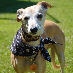 Wonky faced whippet and new packmate to @KryssyGreyhound, @GilmourGHound and @JodieMongrel