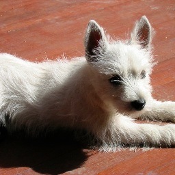 Trading currency on the daily timeframe. As the saying goes. Its a dogs life. Why work when you can trade?
