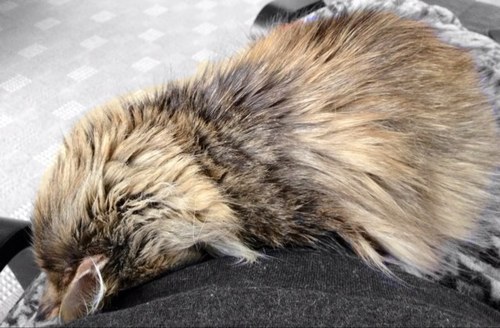 janelovescatss's profile picture. Janie is the human who does my bidding and is Maid to Angus/Mango. She loves cats (duh) and pretty claws, um nails. Janie has a human kitten and loves her lots!