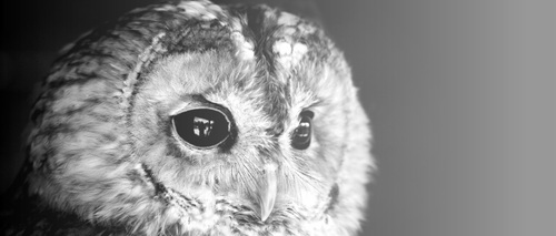 PaperOwlTheatre's profile picture. London based theatre company created by the overworked and underpaid.