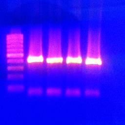 Algae Phylogenist