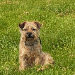 Novice birder, animal geek. Have 3 vacuum cleaners (I mean terriers) 1 large cat and a share in 2 daft chickens I can also be seen venturing out with my camera.