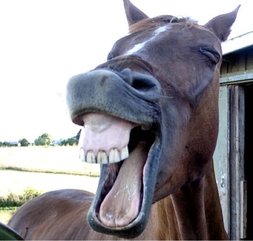 Horse 'tipster' I might not make you rich but my gut instincts are my forte. Please don't back any with big money... Or conviction