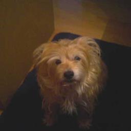 Maxiegoingham's profile picture. Sweet little friend/defender of democracy