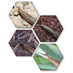 slugcontrol's profile picture. An authoritative global resource for all slug-related topics – observations, research, & information. Provided by Lonza, makers of AXCELA®  slug pellets.