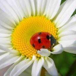 kristino4ka_ya's profile picture. 