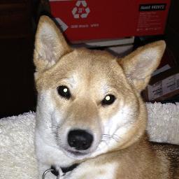 Interests: human health effects of environmental exposure to chemicals; all things Apple; and love, love, love those Shiba Inus