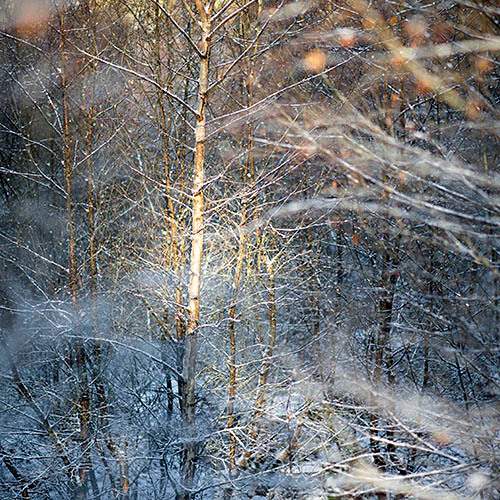 Self published ltd edtn landscape photography book due end of 2013based on year long project photographing tiny stand of birches in the outskirts of Aberdeen.