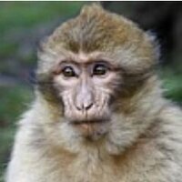 Theatremonkey (@theatremonkey1) 's Twitter Profile Photo Theatremonkey (@theatremonkey1) 's Twitter Profile Photo