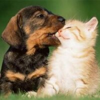 animalista (@parraleu) 's Twitter Profile Photo animalista (@parraleu) 's Twitter Profile Photo