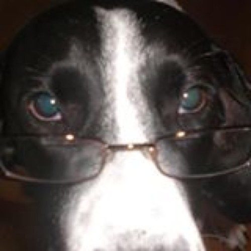 US Constitutional Law expert, dog right’s attorney & part-time liberal professor