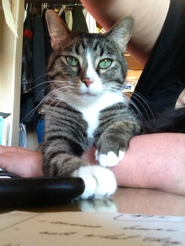 I am a bad kitty.  I just put in my #PawfleetAcademy Villain registration.  I steal stuff.  I ignore commands in 3 languages.  Honour my mother @CatherineNetWeb