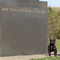 owner breeder of Roughnecks staffordshire bull terriers