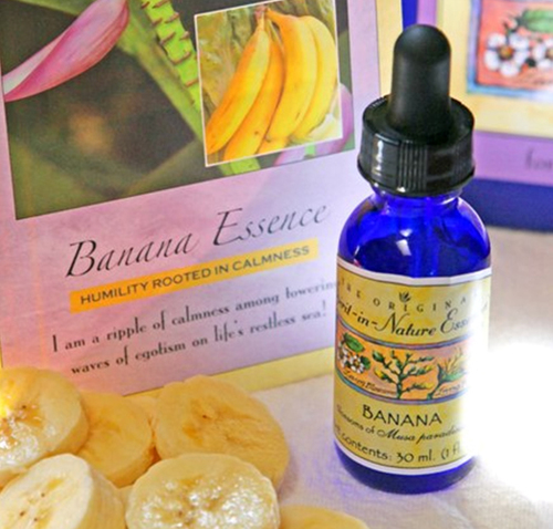 The oldest flower essences globally outside the UK, Spirit-in-Nature Essences are enjoyed by people, pets, and plants all over the world since 1977.
.