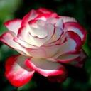 karim rubio - @mkarim54 - Twitter