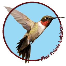 WEST VOLUSIA AUDUBON IS COMMITTED TO ONGOING STEWARDSHIP AND ENJOYMENT OF THE NATURAL WORLD.