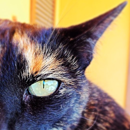 Love yourself. Get a cat.