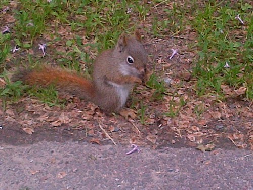 SneakySquirrel7's profile picture. Urban animal follower